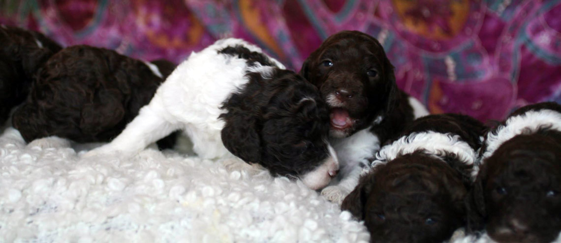 Noble Caniche Caniche Royal